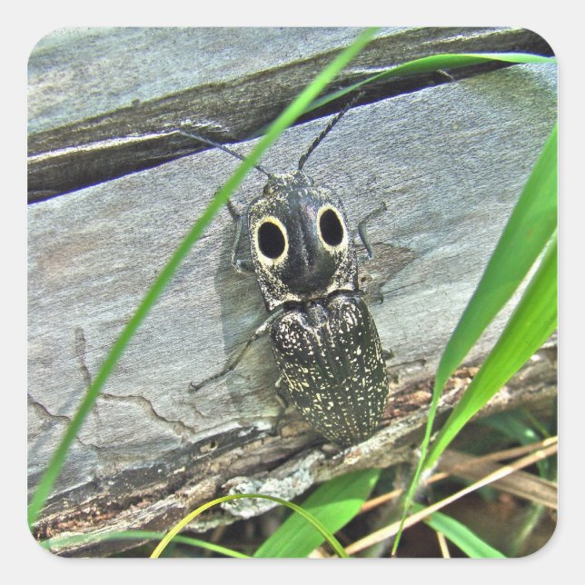 Eastern Eyed Elater Click Beetle - Alaus oculatus Square Sticker (Front)