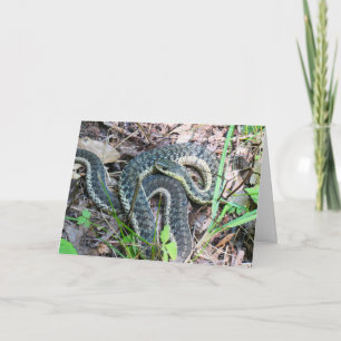 Eastern Garter Snake at Cape Cod Card
