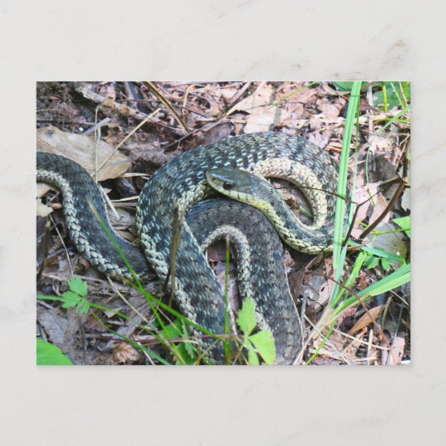 Eastern Garter Snake at Cape Cod Postcard (Front)