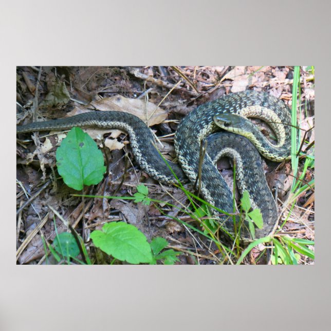 Eastern Garter Snake at Cape Cod Poster (Front)