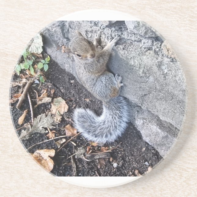 Eastern Gray Squirrel Or Gray Squirrel Coaster (Front)