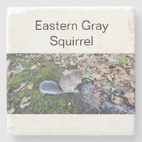Eastern Gray Squirrel