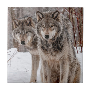 Eastern Gray Wolf  Ceramic Tile