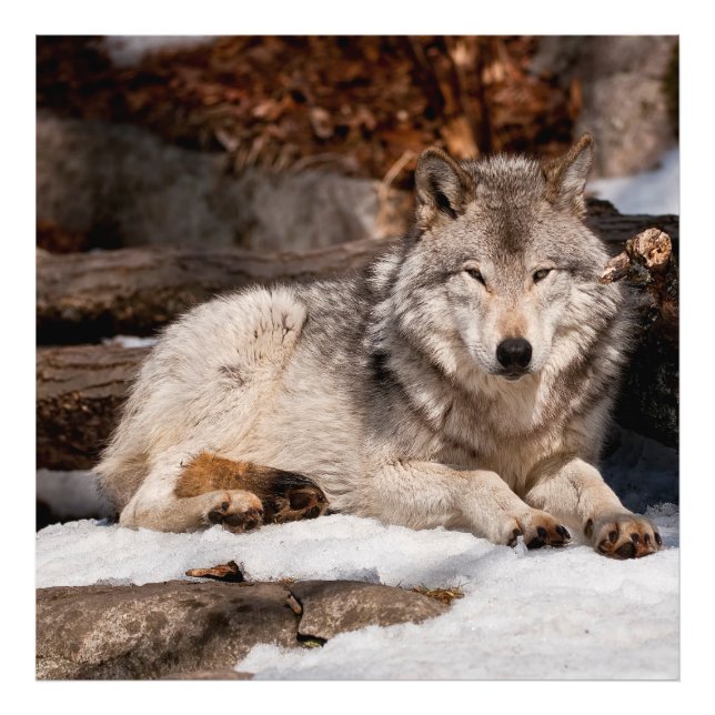 Eastern Gray Wolf Photo Print (Front)