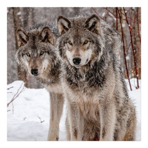 Eastern Gray Wolf Photo Print