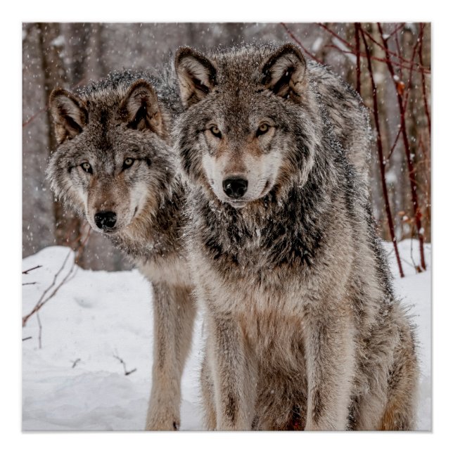 Eastern Gray Wolf Poster (Front)