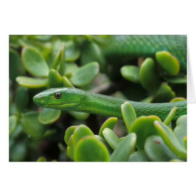 Eastern Green Mamba (Dendroaspis Angusticeps) (Front Horizontal)