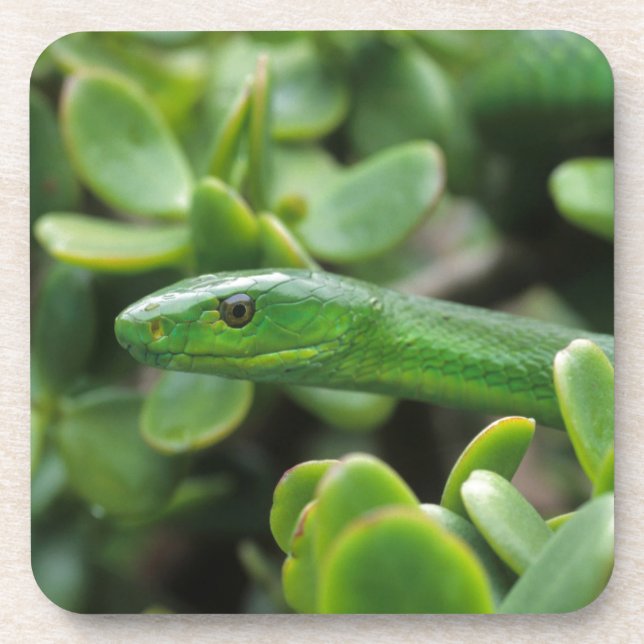 Eastern Green Mamba (Dendroaspis Angusticeps) Coaster (Front)