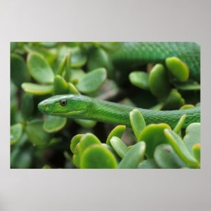 Eastern Green Mamba (Dendroaspis Angusticeps) Poster