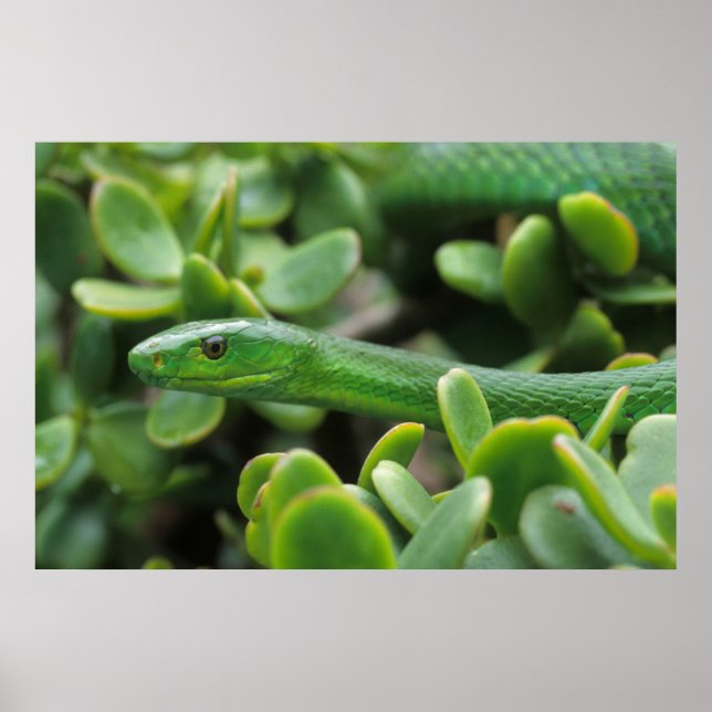 Eastern Green Mamba (Dendroaspis Angusticeps) Poster (Front)