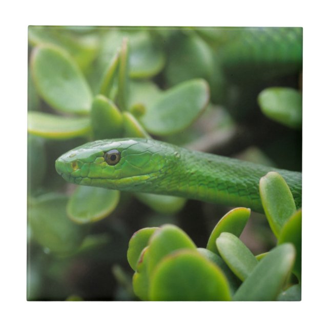 Eastern Green Mamba (Dendroaspis Angusticeps) Tile (Front)