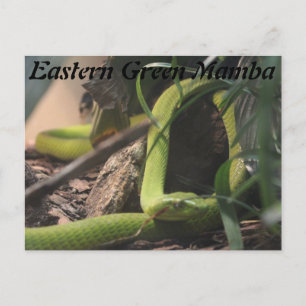 Eastern Green Mamba Postcard