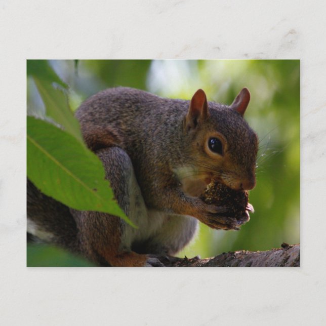 Eastern Grey Squirrel Eating a Nut Postcard (Front)