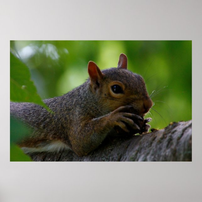Eastern Grey Squirrel Eating a Nut Poster (Front)