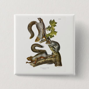 Eastern Grey Squirrel (Migratory Squirrel) Audubon 15 Cm Square Badge