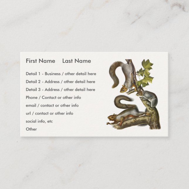 Eastern Grey Squirrel (Migratory Squirrel) Audubon Business Card (Front)