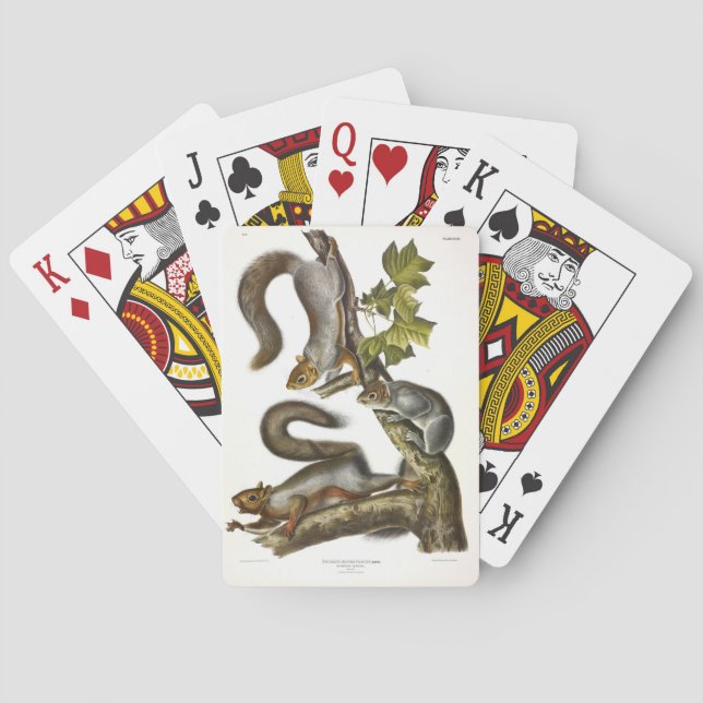 Eastern Grey Squirrel (Migratory Squirrel) Audubon Playing Cards (Back)