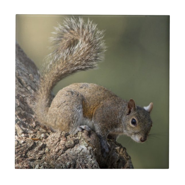 Eastern Grey Squirrel, or grey squirrel Ceramic Tile (Front)