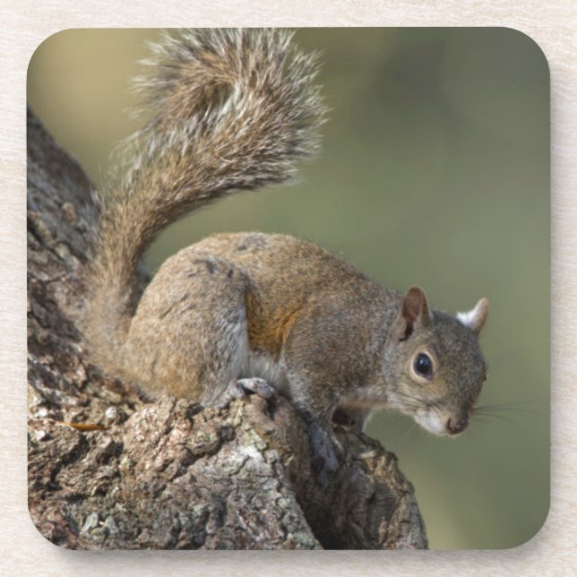 Eastern Grey Squirrel, or grey squirrel Coaster (Front)