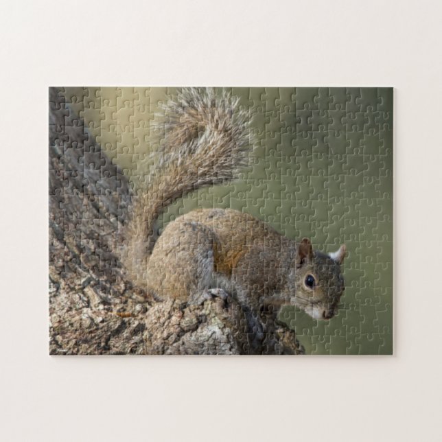 Eastern Grey Squirrel, or grey squirrel Jigsaw Puzzle (Horizontal)