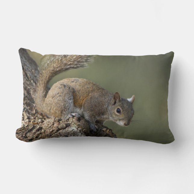 Eastern Grey Squirrel, or grey squirrel Lumbar Cushion (Front)