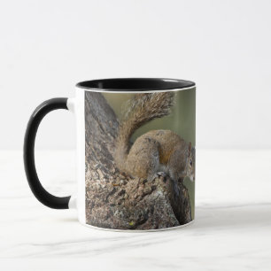 Eastern Grey Squirrel, or grey squirrel Mug