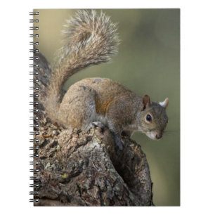 Eastern Grey Squirrel, or grey squirrel Notebook