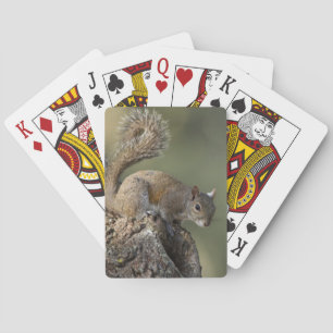Eastern Grey Squirrel, or grey squirrel Playing Cards
