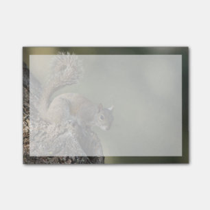 Eastern Grey Squirrel, or grey squirrel Post-it Notes