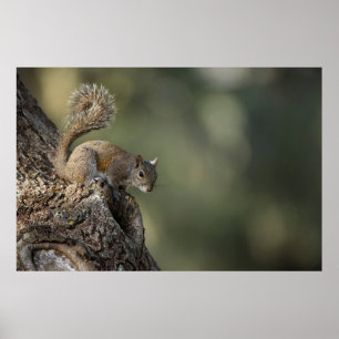 Eastern Grey Squirrel, or grey squirrel Poster