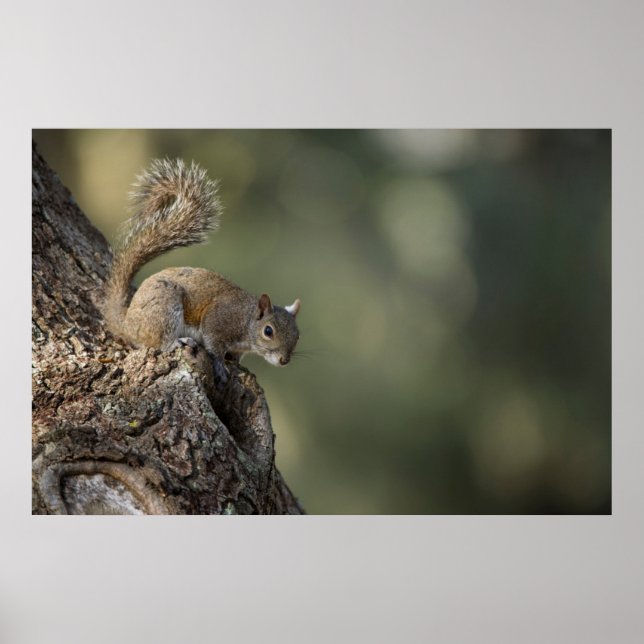 Eastern Grey Squirrel, or grey squirrel Poster (Front)