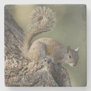 Eastern Grey Squirrel, or grey squirrel Stone Coaster
