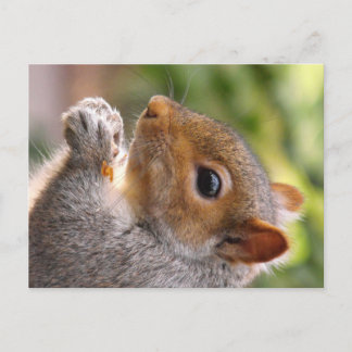 Eastern Grey Squirrel Postcard