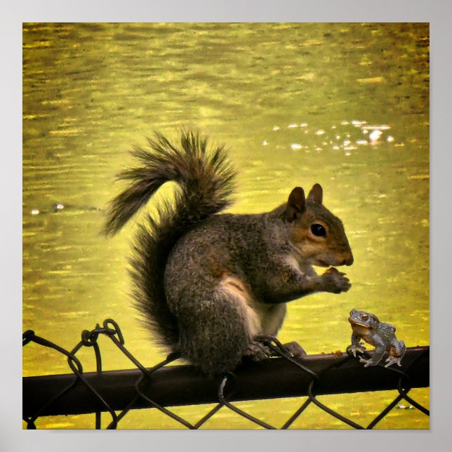  Eastern grey squirrel  Poster (Front)
