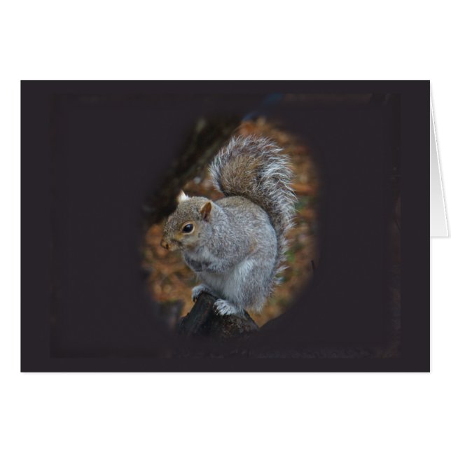 Eastern Grey Squirrel - Sciurus carolinensis (Front Horizontal)