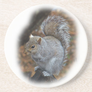 Eastern Grey Squirrel - Sciurus carolinensis Coaster
