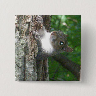 Eastern Grey Squirrel (Sciurus carolinensis) Items 15 Cm Square Badge