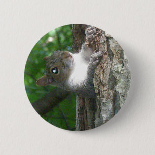 Eastern Grey Squirrel (Sciurus carolinensis) Items 6 Cm Round Badge