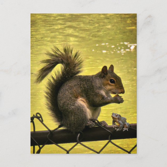 Eastern grey squirrel (Sciurus carolinensis)  Postcard (Front)