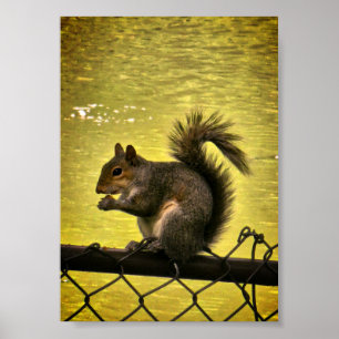 Eastern grey squirrel (Sciurus carolinensis) Poster