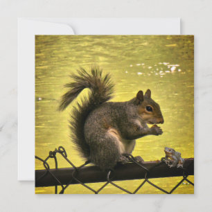 Eastern grey squirrel (Sciurus carolinensis)  Save The Date