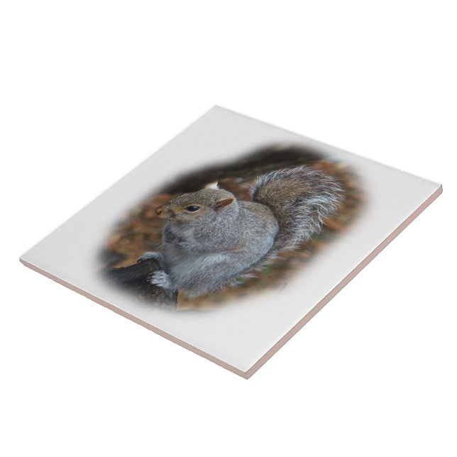 Eastern Grey Squirrel - Sciurus carolinensis Tile (Side)