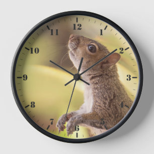 Eastern grey squirrel standing and watching clock