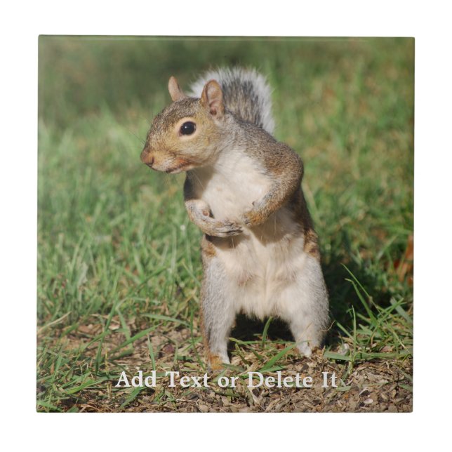 Eastern Grey Squirrel tile (Front)