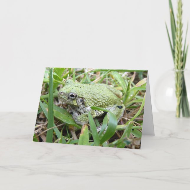 Eastern Grey Treefrog Nature Photography Card (Front)
