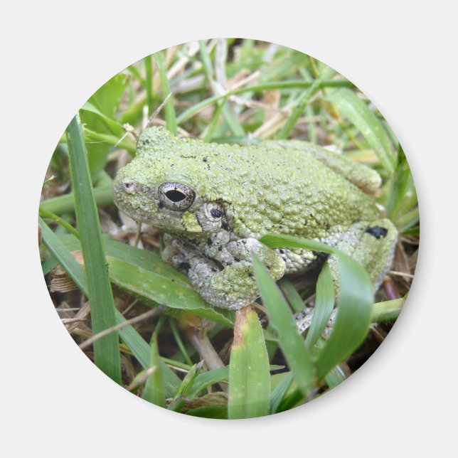 Eastern Grey Treefrog Nature Photography Magnet (Front)