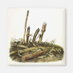 Eastern Harvest Mouse or Little Harvest Mouse Magnet