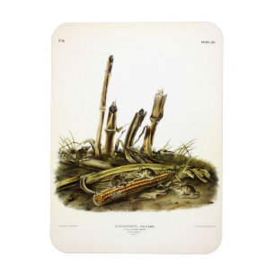 Eastern Harvest Mouse or Little Harvest Mouse Magnet