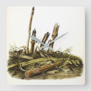 Eastern Harvest Mouse or Little Harvest Mouse Square Wall Clock