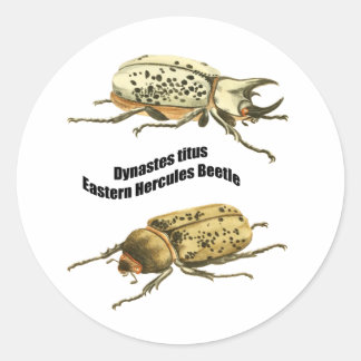 Eastern Hercules Beetle Classic Round Sticker